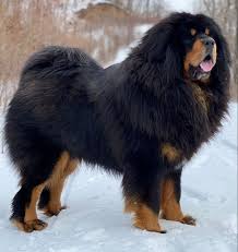 Pin On Giant Dogs