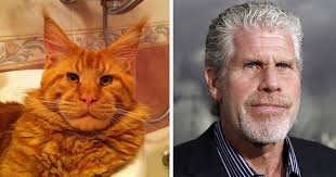 72 Celebrity Doppelganger Animals