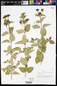Image result for Lantana tiliifolia