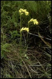 Image result for Schizochilus