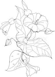 Bindweed Flower Drawing On White Background Vector Colourbox Flower Drawing Flower Drawing Tutorials Line Art Drawings