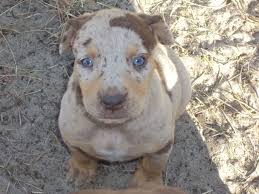 Check spelling or type a new query. Puppies For Sale Near Me Hoobly Off 67 Www Usushimd Com
