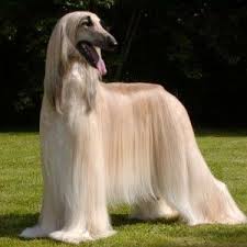 Afghan Hound Blonde Hound Dog Breeds Afghan Hound Hound Dog