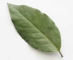 The centers for disease control and prevention (cdc) advise that people who test. Why The Bay Leaf Medical Perceptions