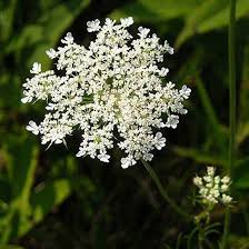 We did not find results for: Top 25 Most Beautiful White Flowers