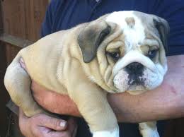 This dog breed has a medium size, dense and powerful despite its early breeding to bait bulls, the english bulldog is gentle and. Buy Sell Bulldog Puppies Online Adopt A Bulldog In India