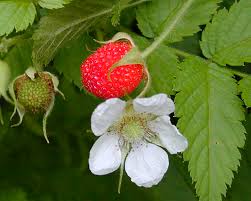 Image result for Rubus rosifolius