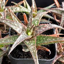 Image result for Aloe barendii