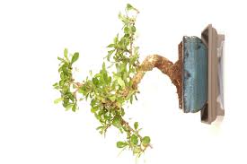 Oriental Tea Tree Indoor Bonsai Carmona Microphylla Bonsai Trees For Sale Uk