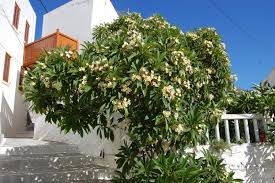 Image result for Plumeria rubra