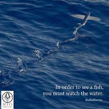 In Order To See A Fish You Must Watch The Water Bodhidharma Quote Dharma Buddhism Meditation Bodhidharma Quotes Bodhidharma Zen Quotes