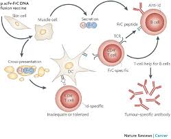 Dna Vaccines Precision Tools For Activating Effective Immunity Against Cancer Nature Reviews Cancer The field of dna vaccination is developing rapidly.