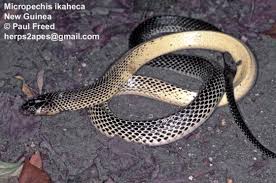 Image result for Micrococca capensis