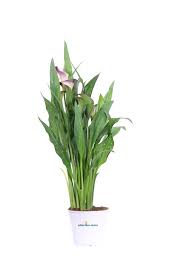 Image result for Pimpinella alismatifolia