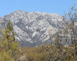Birding in the San Jacinto Mountains