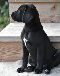 Check spelling or type a new query. Rhodesian Ridgeback X Dd X Labrador Assem Welpe N Zuhause Gefunden Hundshuus Happy Ends Archiv Von Zergportal De