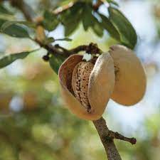 How Do Almonds Grow How To Plant Almond Trees Public Goods Blog In 2021 How Do Almonds Grow Almond Tree Plants