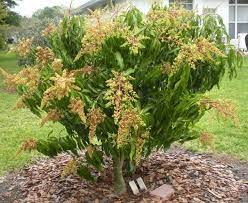 Maybe you would like to learn more about one of these? Pupuk Untuk Pohon Mangga Agar Cepat Berbuah Penerapannya