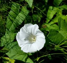 Image result for Convolvulaceae