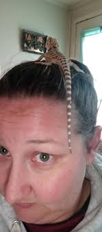 Wild bearded dragon enclosures and supplies