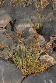 Image result for Cyperus alopecuroides