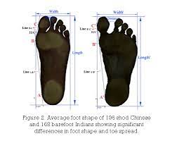Онлайн конвертер (foot) фут см. The Science Of Foot Dysfunction And Cure Part 1 Shoe Shaped Feet Myfoot