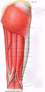 Broadly considered, human muscle—like the muscles of all vertebrates—is often divided into striated muscle, smooth muscle, and cardiac muscle. Muscle Labeling And Terminology For Posterior Thigh A P Diagram Quizlet