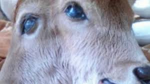 Itu artinya dunia sudah di ambang kehancuran. Heboh Anak Sapi Bermata Satu Warga Mungkin Ini Satu Pertanda Akhir Zaman