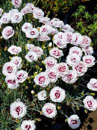But you may be leaving rewards on the table if you don't order your flowers online through. Dianthus Scent First Coconut Surprise Buy Online At Annie S Annuals Flower Art Colorful Flowers Perennial Plants
