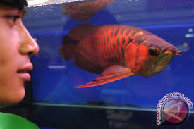 Apabila anda sedang mencari supplier jual ikan arwana lampung, maka anda datang ke tempat yang tepat! Di Kapuas Hulu Ada 250 Spesies Ikan Arwana Salah Satunya Antara News