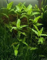 Image result for Floscopa glomerata