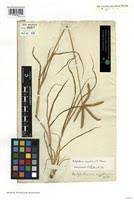 Image result for Dactyloctenium geminatum