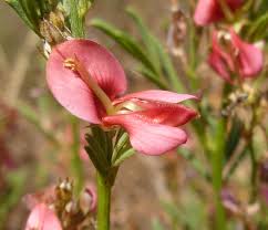 Image result for Indigofera hilaris