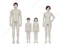 Watch a trailer for sex(ed): Puberty Illustration Stock Image C037 9994 Science Photo Library