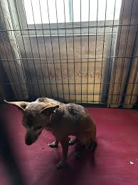 Austin Lost and Found Pets