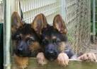 German Shepherd Dog Puppies and Dogs for sale near you