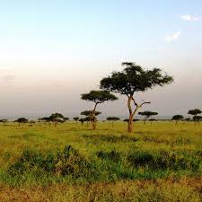Compare, book and manage your kenya airways flights. Fluge Nach Kenia Ab 487 Sicher Buchen Fliegen Lufthansa