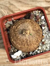 Image result for Trochomeria hookeri