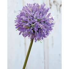 Foliage grows in a basal rosette which is greenish gray in color. Fake Agapanthus Semrana Purple 24 60cm