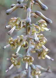 Image result for Drimia elata