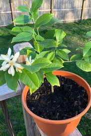 Check spelling or type a new query. 10 Fastest Growing Fruit Trees For Your Backyard Orchard Gardening Chores