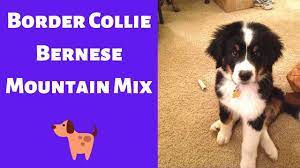 A mix of the border collie and bernese mountain dog, the bordernese manages to offer the best of both breeds. All About The Border Collie Bernese Mountain Mix Bordernese Is This Mix Breed A Family Dog Youtube