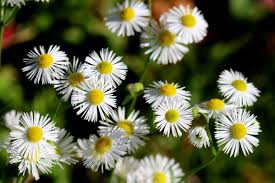 Image result for Erigeron