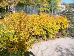 Image result for Indigofera kirkii