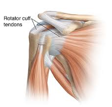 The tendons of the rotator cuff are the next layer in the shoulder the human shoulder is made up of three bones: Understanding Rotator Cuff Tendonitis Uchealth