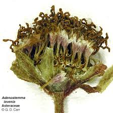 Image result for Adenostemma viscosum