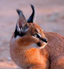 Caracal kitten kora the caracal kitten has perfected her ear flick. Caracal Kitten Bild Von Tshukudu Game Lodge Hoedspruit Tripadvisor