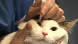 Check spelling or type a new query. 12 Cara Mengobati Kucing Belekan Arenahewan Com