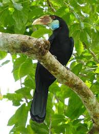 Pin On Aves