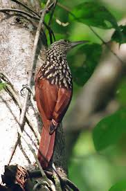 Tropical Black Bird With Large Beak Pin On Beautiful Birds